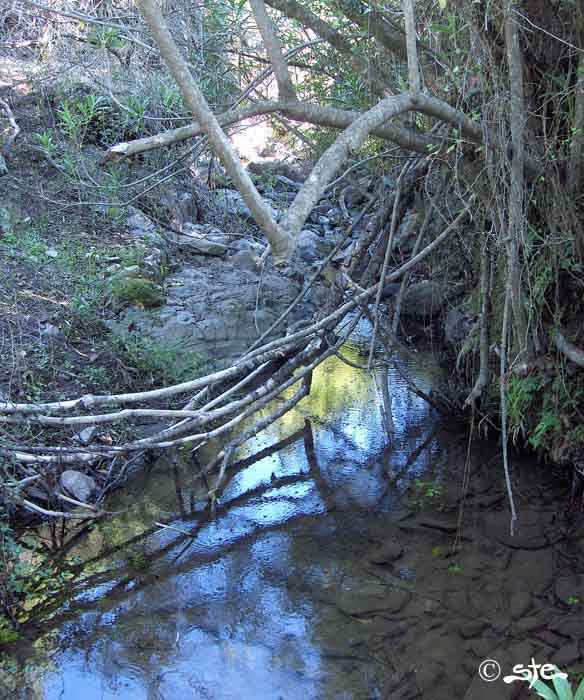 Sottobosco a Mada'issuau